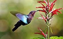 Defining characteristic, but until now scientists didn't know the exact mechanics of how they do it. Hummingbird Wikipedia