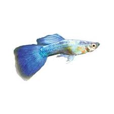 Turquoise Guppy Live Fish Petsmart Guppy Fish Pet Fish Fish For Sale