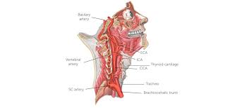 The anterior jugular vein (v. 2 Carotid Ultrasound Anatomy 123 Sonography