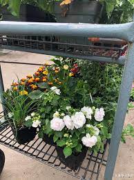 前后院种点儿什么花好看 plants