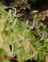 Image result for Multiclavula mucida