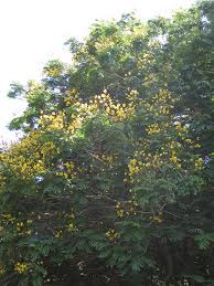Image result for Limeum pterocarpum