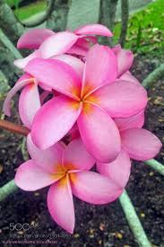 Nature Pink Frangipani By Stills Studio Plumeria Flowers Beautiful Flowers Frangipani