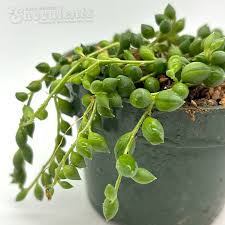 Image result for Senecio ruwenzoriensis