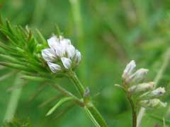 Image result for Vicia hirsuta