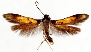 Image result for Chrysoclista splendida