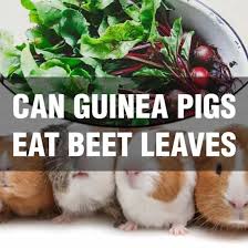 If your cavy isn't a fan of the skin, don't worry. Can Guinea Pigs Eat Beet Leaves Beetroot Leaves Beet Greens Tops