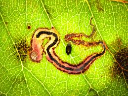 Image result for Stigmella anomalella