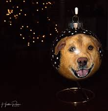 Lab Rescue 2024 Online Auction and Ornament Sale