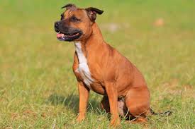 Staffordshire bull terrier breed information. Best Staffordshire Bull Terrier High Protein Dog Food Spot And Tango