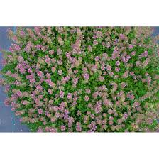 Wählen sie die kategorie aus, in der sie suchen möchten. Thymus Praecox Purpurteppich Pflanzen Fur Dich De 4 50