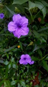 Image result for Thunbergia vogeliana