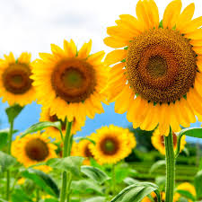 Image result for Helianthus annuus