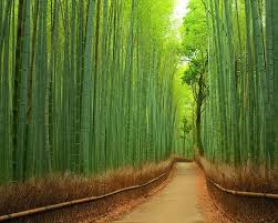 11 Magical Tree Tunnels You Should Definitely Take A Walk Through Beautiful Places Bamboo Forest Japan Places To See
