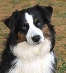 Check spelling or type a new query. Home Faithwalk Aussies Shepherd Puppies Aussie Dogs Australian Shepherd Dogs
