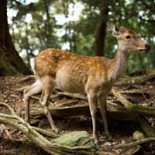 An den befeuchteten waden entsteht verdunstungskälte, die den was nicht hilft. Rehe Im Garten So Schutzt Du Deine Pflanzen Willkommen In Franks Kleinem Garten