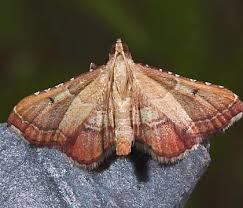 Image result for Pyralis lienigialis
