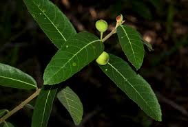 Image result for Ficus capreifolia