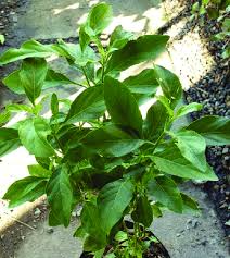 Image result for Rhinacanthus zambesiacus