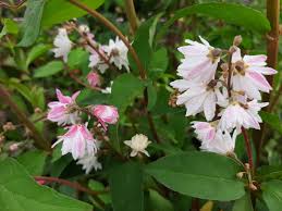 Image result for Deutzia scabra