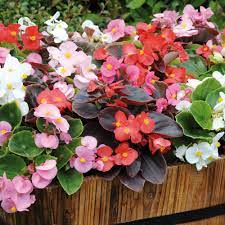 Begonia Plug Plants F1 Devils Delight Mixed Dobies