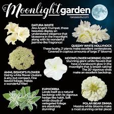 Moonlight Garden Bakers Creek Heirloom Seeds Witch Garden Plants Moon Garden