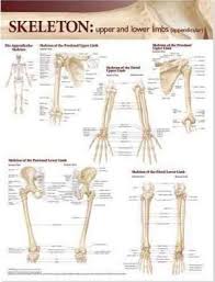 Lippincott Williams Wilkins Atlas Of Anatomy Skeletal