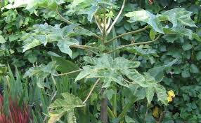 Image result for Vasconcellea pubescens