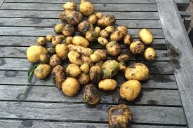 Setzen sie die pflanzkartoffeln mitte april in ihrem garten aus. Wann Und Wie Kartoffeln Pflanzen Nutzen Sie Ihr Hochbeet Im Garten
