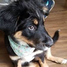 Sila The Dog Posts Facebook