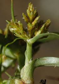 Image result for Cyperus squarrosus