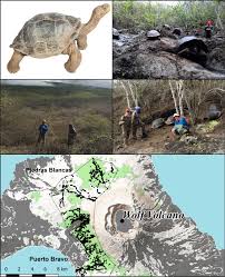 Image result for Chelonoidis microphyes