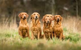 This is just as common as the white labrador being described as being a lighter shade of yellow. Fox Red Labradors Why Red Is The New Black Country Life