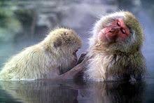 Arctic monkeys — dancing shoes 02:21. Japanese Macaque Wikipedia