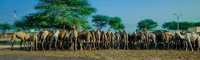 A camel museum is available to apprise them of the developmental and research aspects of the camel in the desert ecosystem. National Research Centre On Camel Bikaner Entry Fee Visit Bikaner