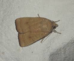 Image result for Noctua interjecta