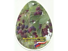 Image result for indiánská borůvka obrázek