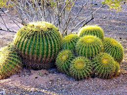 Below is a transcription of the above sign found at the valley of fire visitor center. Golden Barrel Cactus Golden Barrel Cactus Barrel Cactus Cactus