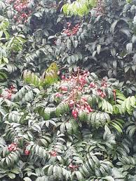 Image result for Pachylobus edulis