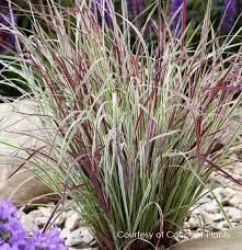 Image result for Schizachyrium