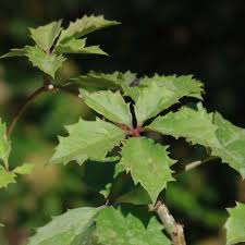 Image result for Cyphostemma hereroense