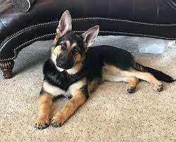 German Shepherd Dog 5 1 2 Month Old Female Gsd Puppies Gsd Dog German Shepherd Dogs