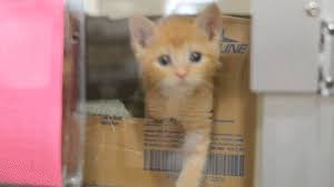 New Trending Gif On Cymeme Blogspot Com In 2020 Hello Kitten Aspca Kittens Cutest