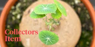 Image result for Cyphia erecta