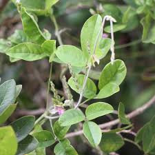 Image result for Galactia