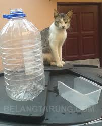 Soalnya, sejauh ini nggak ada penelitian yang menyebutkan kalau makan makanan bekas kucing berakibat fatal buatmu. Cara Buat Bekas Makanan Kucing Automatik D I Y Some Bullet For Your Head