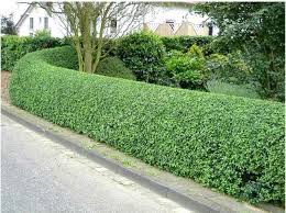 We did not find results for: The Privet Is Ordinary The Best Bush For Green Hedges Buy In Mariupol