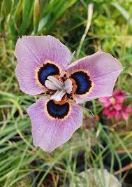 Image result for Moraea