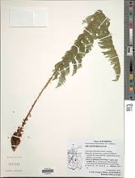 Image result for Megalastrum lanuginosum