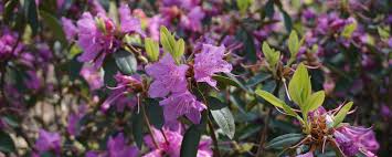 Egal ob sie eine indische azalee (bot. Rhododendron Pflegen Gartenhit24 De